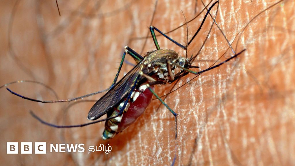 கேரளாவில் பரவும் வெஸ்ட் நைல் வைரஸ்: தமிழ்நாட்டுக்கும் ஆபத்தா? மருத்துவர்கள் சொல்வது என்ன?