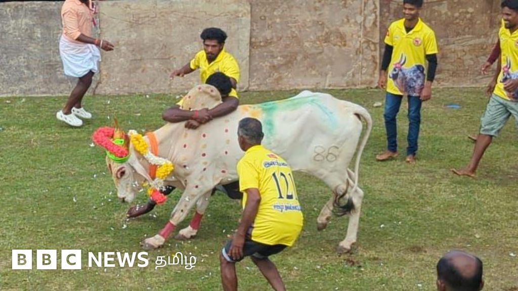 இலங்கையில் தமிழக வீரர்கள் உதவியுடன் பிரமாண்ட  ஜல்லிக்கட்டு: எப்படி நடக்கிறது?