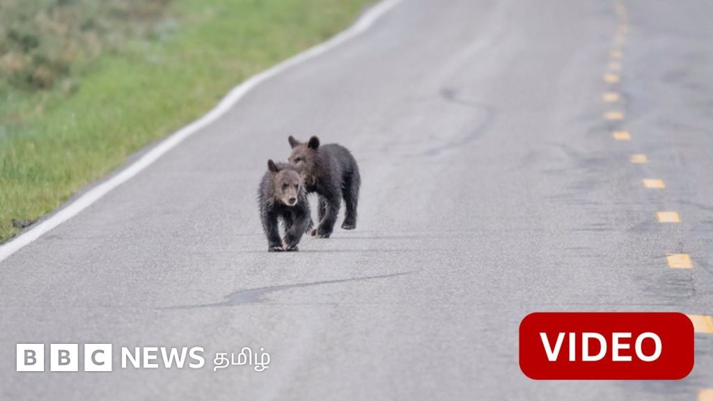 விமான ஓடுபாதையில் நுழைந்த கரடி - ரத்தான விமானங்கள்! 