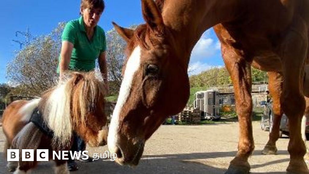 உலகின் மிகச்சிறிய மட்ட குதிரை இது தானா?