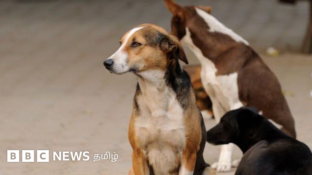 தெரு நாய்களின் உடலில் மைக்ரோ சிப் பொருத்தும் சென்னை மாநகராட்சி - எதற்காக? என்ன பயன்?