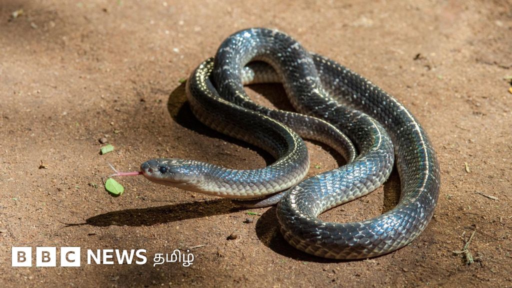 பாம்பு கடித்த இடத்தில் வாய் வைத்து உறிஞ்சினால் என்ன ஆகும்?