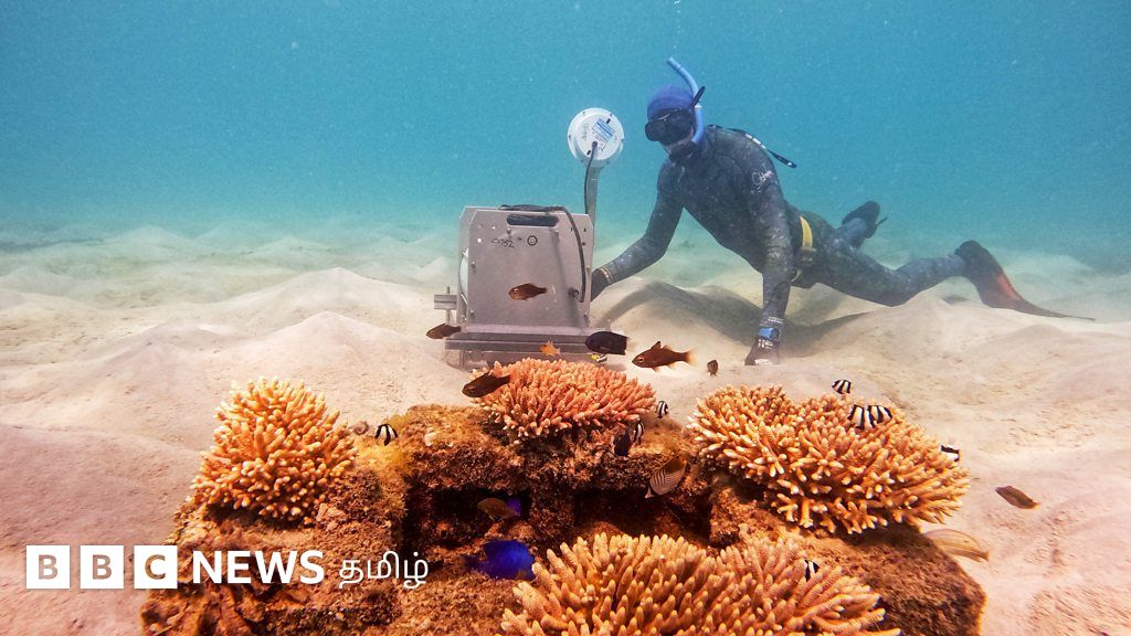 கொரோனா 2020: கப்பல்கள் நிறுத்தப்பட்டபோது கடல் விலங்குகளின் வாழ்க்கை எப்படி மாறியது?