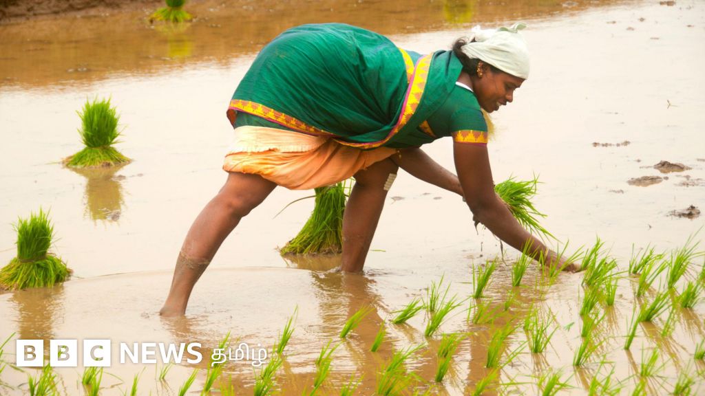 தமிழ்நாடு அரசின் புதிய உத்தரவால் பயிர்க்கடன் மறுக்கப்படுவதாக விவசாயிகள் குற்றச்சாட்டு - என்ன பிரச்னை?