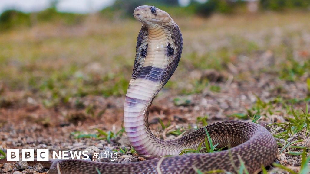 பாம்பு கடித்துவிட்டால் உடனடியாக என்ன செய்ய வேண்டும்? என்ன செய்யக்கூடாது?
