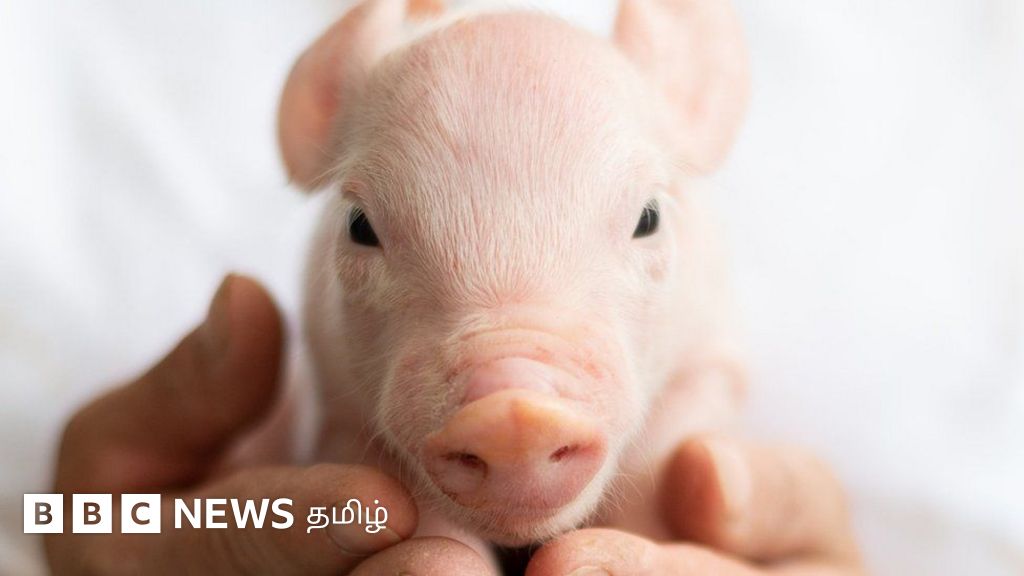 பன்றிகளின் உடல் உறுப்புகள், மனித உறுப்பு மாற்று சிகிச்சையின் எதிர்காலமாக இருக்குமா?