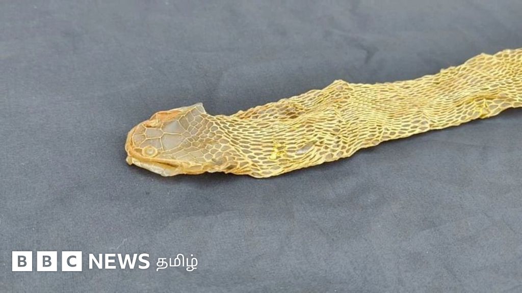 பாம்பு தோல் உரிப்பது ஏன்? எத்தனை முறை தோல் உரிக்கும்? அப்போது பார்த்தால் பாம்பு கொத்துமா?