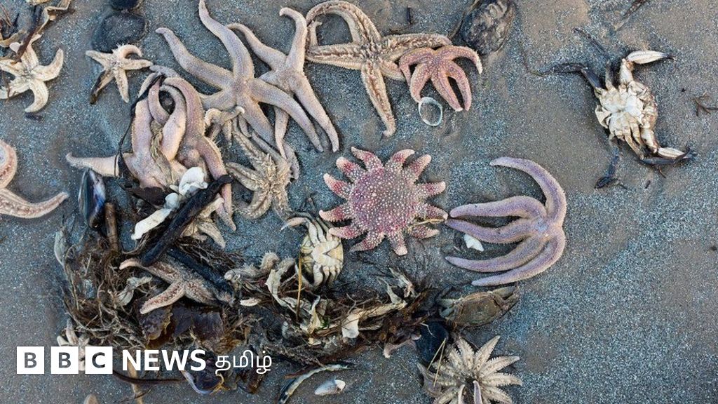 அர்வென் புயல்: கடற்கரையில் ஒதுங்கிய நூற்றுக்கணக்கான நட்சத்திர மீன்கள்