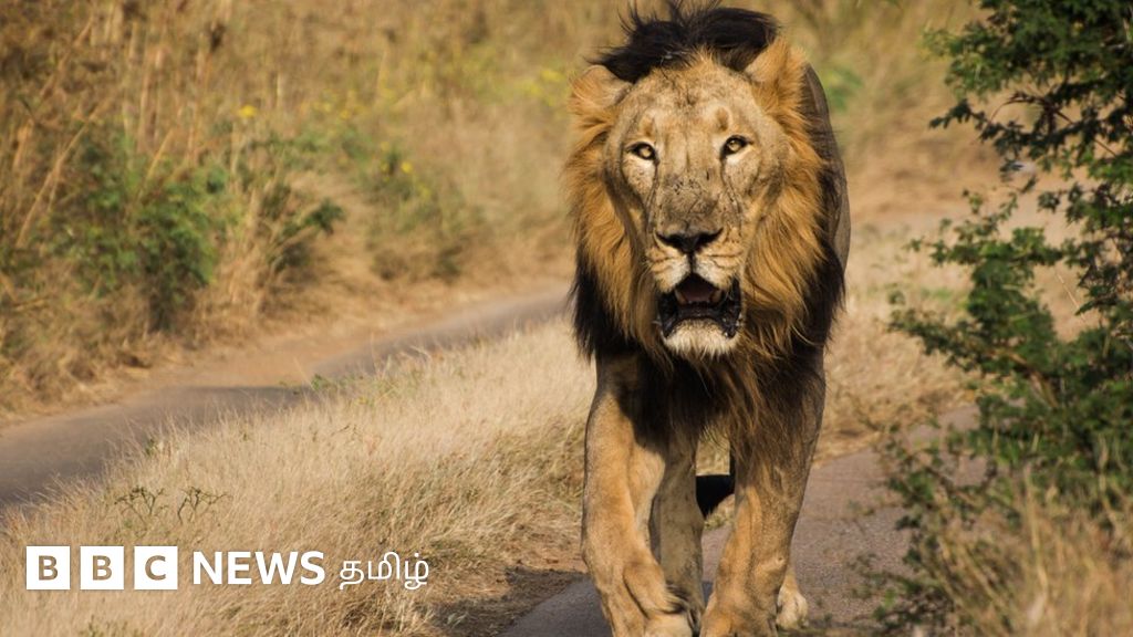 சிவிங்கிப்புலிகள் வந்தால் சிங்கங்களுக்காக காலி செய்த 1600 குடும்பங்களுக்கு யார் பதில் சொல்வது? காட்டுயிர் விஞ்ஞானி ரவி செல்லம்