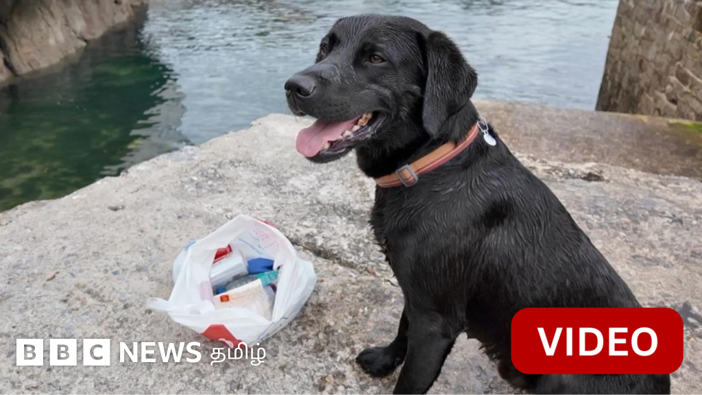 காணொளி: குப்பைகளை தேடித்தேடி சேகரிக்கும் விநோத நாய்