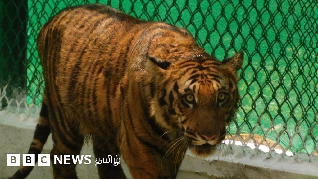 முள்ளம்பன்றி தாக்கிய புலிக்குட்டி சிகிச்சைக்குப் பின் பாதுகாக்கப்பட்ட உறைவிடத்தில் விடுவிப்பு