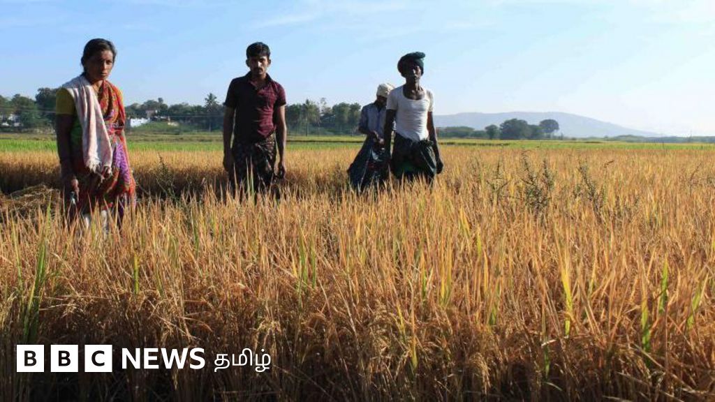 குறுவை பயிர் காப்பீடு: மத்திய அரசு முன்வந்தும் தமிழ்நாடு அரசு மறுப்பது ஏன்? விவசாயிகளுக்கு என்ன பாதிப்பு? 