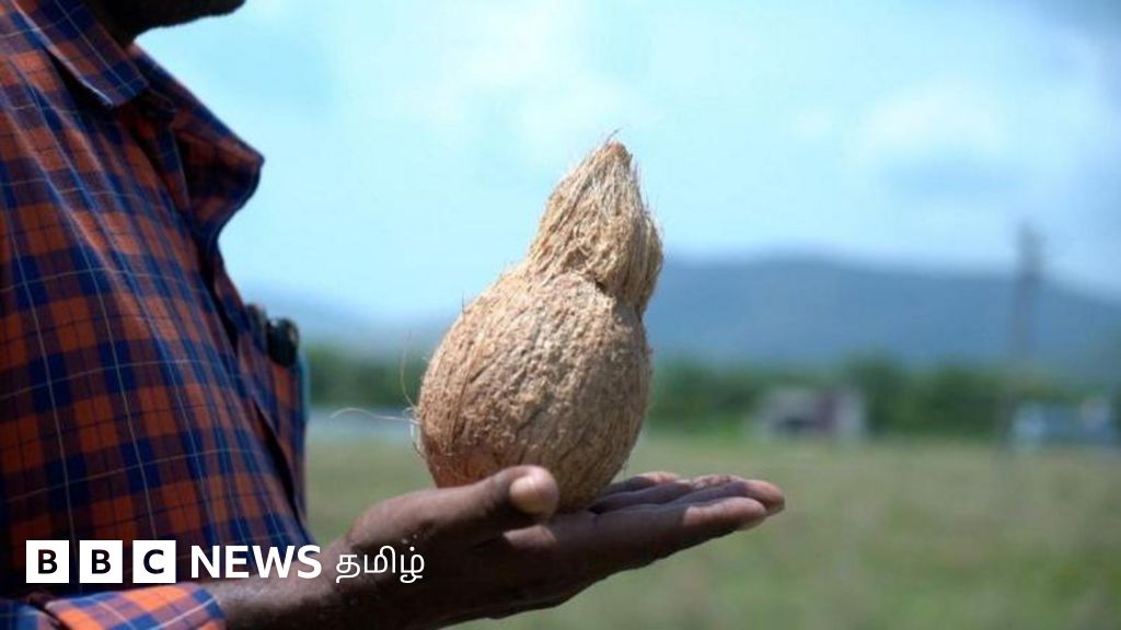 தேங்காய் மூலம் நிலத்தடி நீரோட்டம் பார்க்க முடியுமா? அறிவியல் என்ன சொல்கிறது?