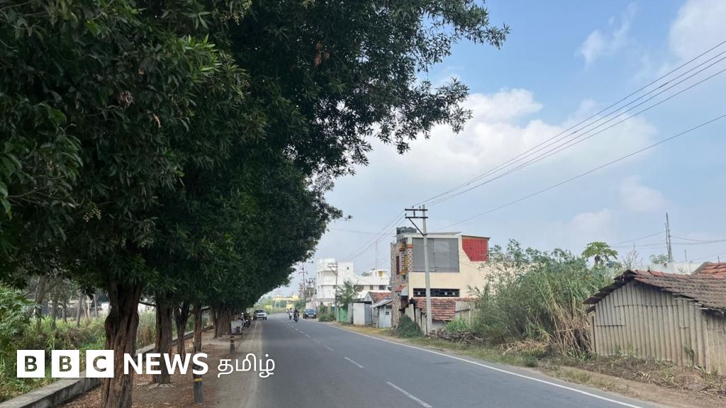 கோனோ கார்பஸ்: அழகான ஆபத்தா இந்த மரங்கள்? இவற்றை தமிழகத்தில் வளர்க்கத் தடை ஏன்?