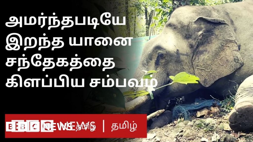 காயங்கள் எதுவும் இல்லை, வனப்பகுதியில் இறந்து கிடந்த யானை; விசாரணை நடத்திவரும் வனத்துறை