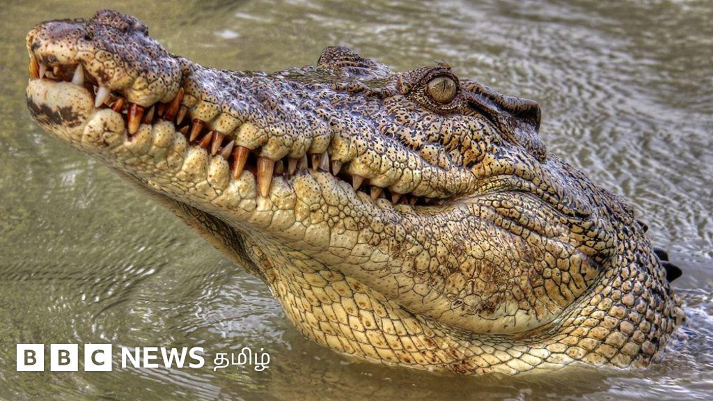 ஆஸ்திரேலியா: நிரம்பி வழியும் முதலைகள், பணம் புரளும் முதலைத் தோல் வியாபாரம்