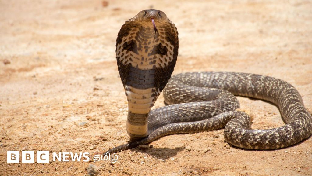 கோடையில் வீடுகளை நோக்கி படையெடுக்கும் பாம்புகள் - தடுக்க என்ன செய்யலாம்?