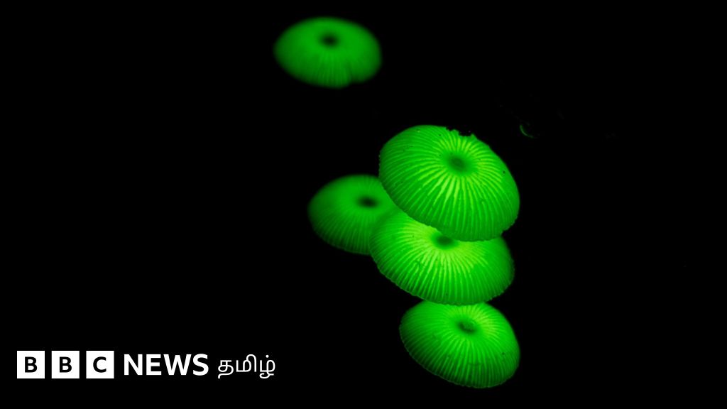 கன்னியாகுமரி வனப்பகுதியில் முதல் முறையாகக் கண்டுபிடிக்கப்பட்ட ஒளிரும் காளான்