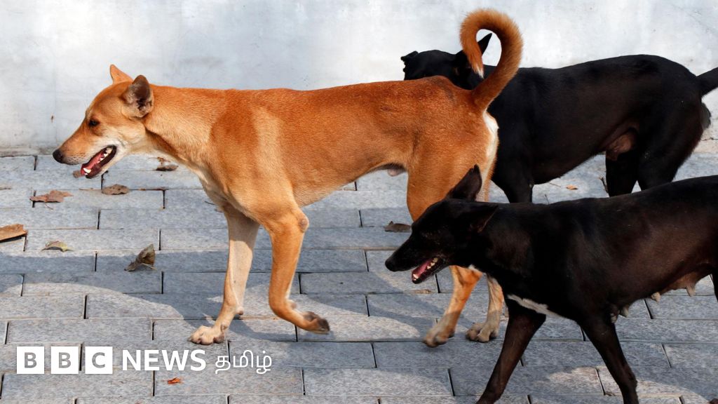 2.40 லட்சம் தெருநாய்களுக்கு சிப் பொருத்தும் டெண்டரில் முறைகேடு என குற்றச்சாட்டு - முழு பின்னணி