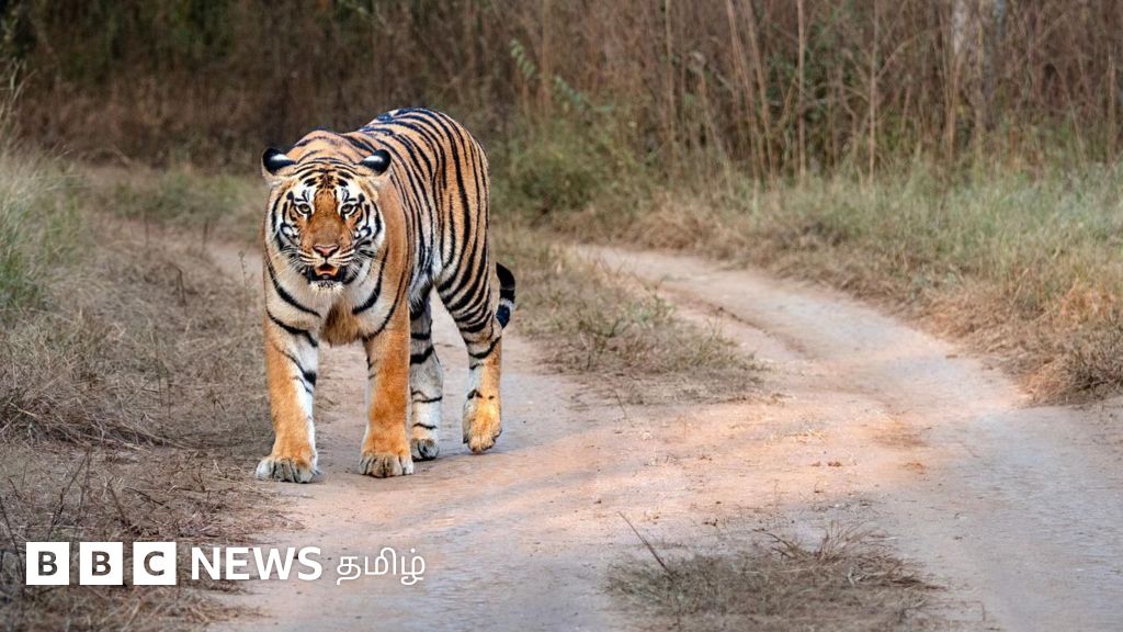 புலிகளை செல்லப் பிராணியாகக் கொடுக்க இந்த நாட்டின் பிரதமர் பரிந்துரைப்பது ஏன்? 
