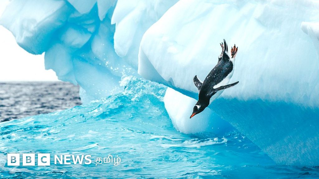 அண்டார்டிகா பென்குயின்: 3,000 கிலோமீட்டர் பயணித்து வந்தது ஏன்? கடல் சூழலில் மாற்றம் காரணமா?