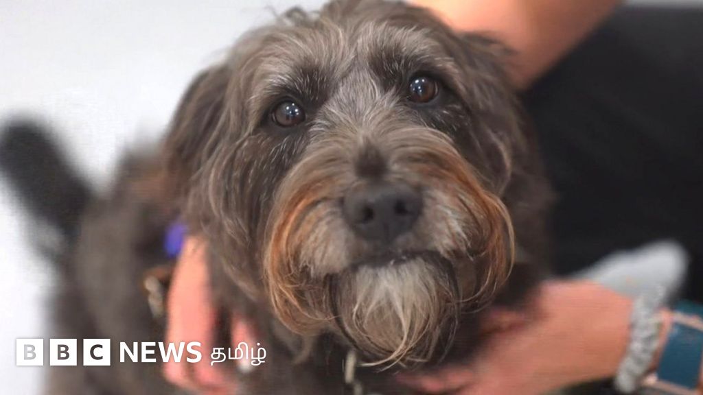 எஜமானரின் மூச்சுக் காற்றை மோப்பம் பிடித்து, மன அழுத்தத்தை உணரும் நாய்கள்