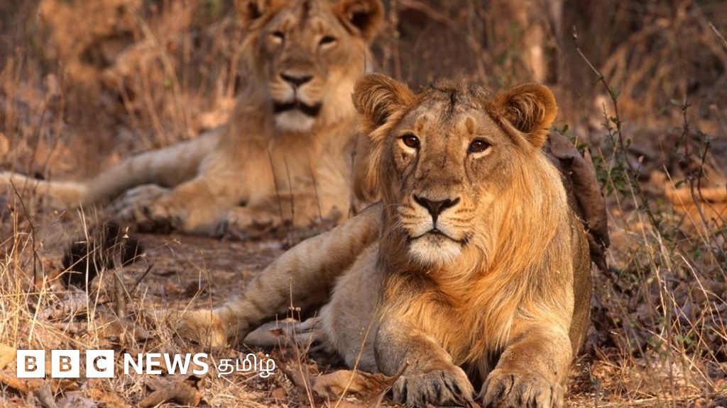 சிவிங்கிப் புலிகள் இந்தியாவுக்கு வருவதால் சிங்கங்கள் பாதுகாப்பிற்குப் பிரச்னையா?