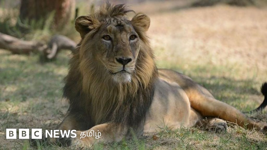 கிர் காட்டிற்கு உள்ளே மற்றும் வெளியே வாழும் சிங்கங்களின் வாழ்க்கை எவ்வாறு வேறுபடுகிறது?