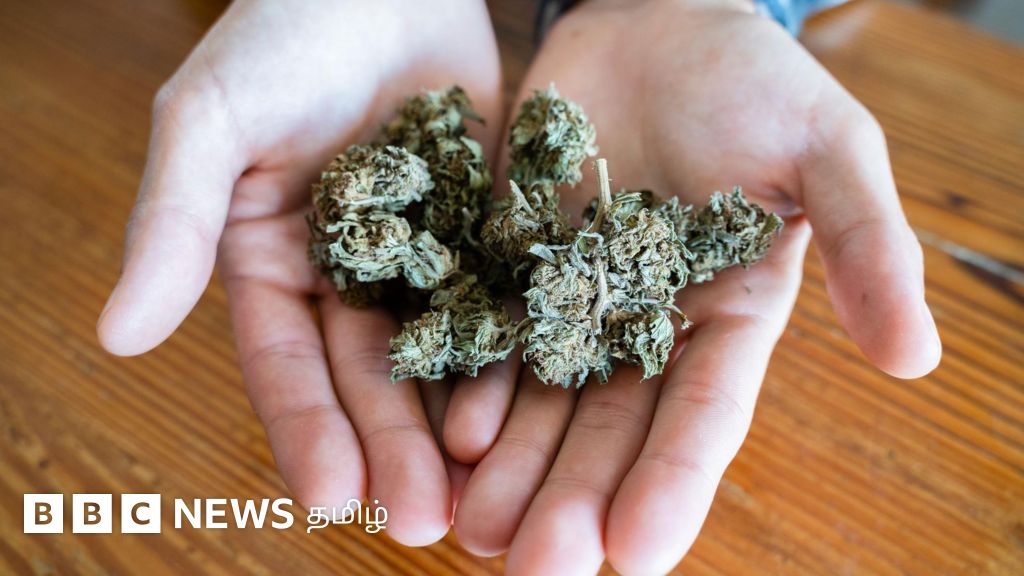 கோவை: கல்லுாரிகளில் மாணவர்கள் மூலம் கஞ்சா விற்கப்படுகிறதா? காவல் துறை பகிரும் அதிர்ச்சி தகவல்