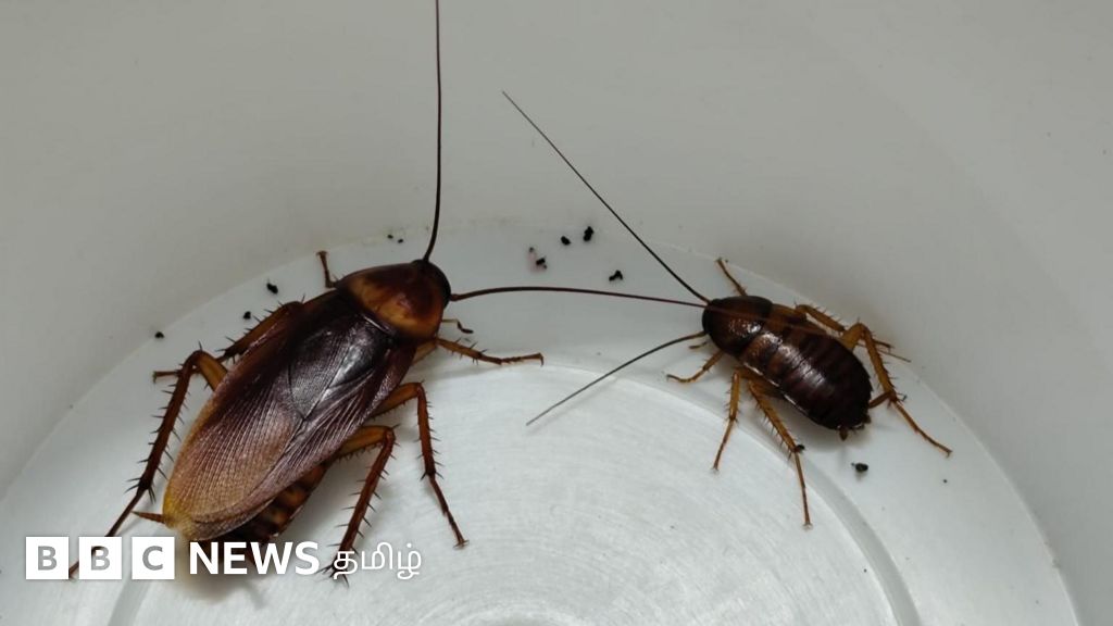 கரப்பான் பூச்சி தலை துண்டிக்கப்பட்ட பிறகும் உணவு, குடிநீரின்றி உயிருடன் இருப்பது எப்படி?