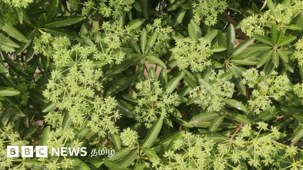 இந்த மரம் ஒரு நகரத்தையே பீதியடையச் செய்திருக்கிறது - ஏன் தெரியுமா?