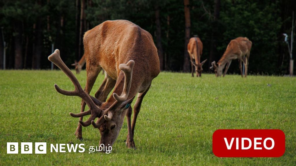 காணொளி: வீட்டு வாசலுக்கே சென்று கிராம  மக்களை மகிழ்விக்கும் மான்