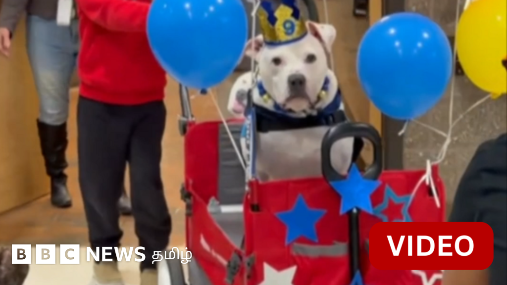 காணொளி: ‘கோல்’ நாய் தனது மாணவர்களுடன் பிறந்தநாளை கொண்டாடிய காட்சி