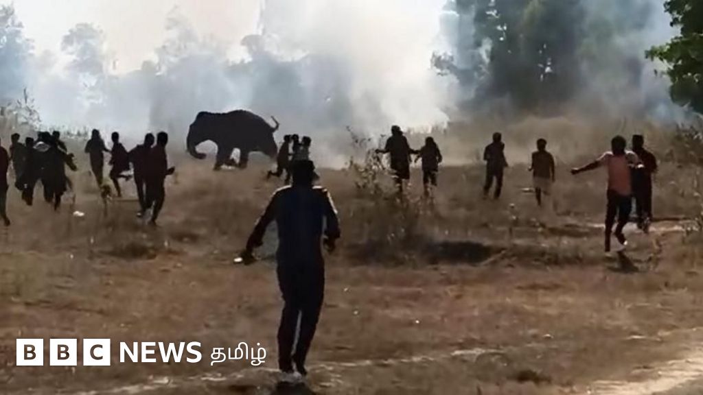 புத்தாண்டின் முதல் 9 நாட்களில் 22 பேரை கொன்ற ஒற்றை யானை - ஜார்க்கண்டில் என்ன நடக்கிறது?