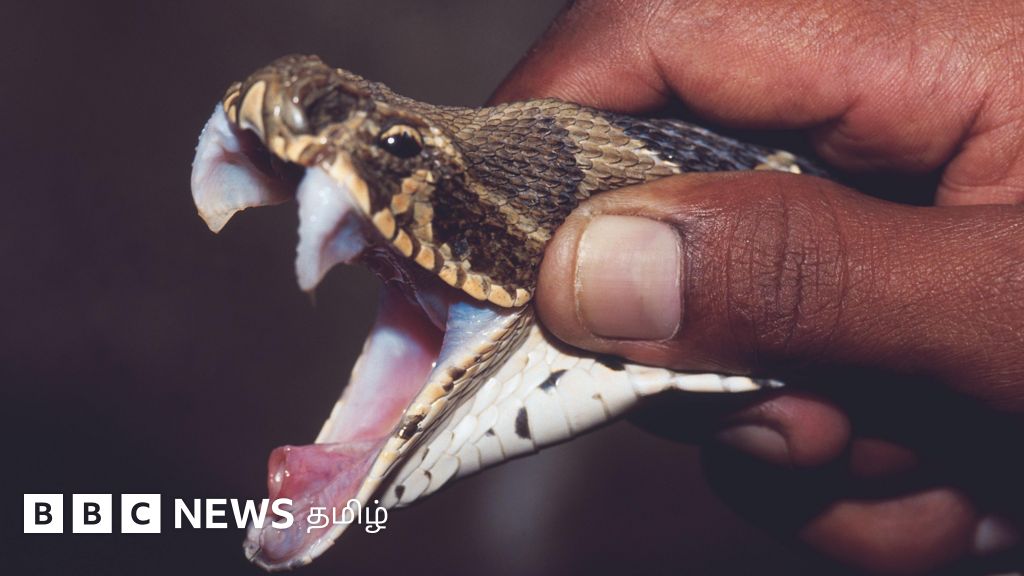 வங்கதேசம்: கண்ணாடி விரியன் பாம்புகளைக் கொல்ல படையெடுக்கும் மக்கள் – ஏன்? என்ன நடந்தது?