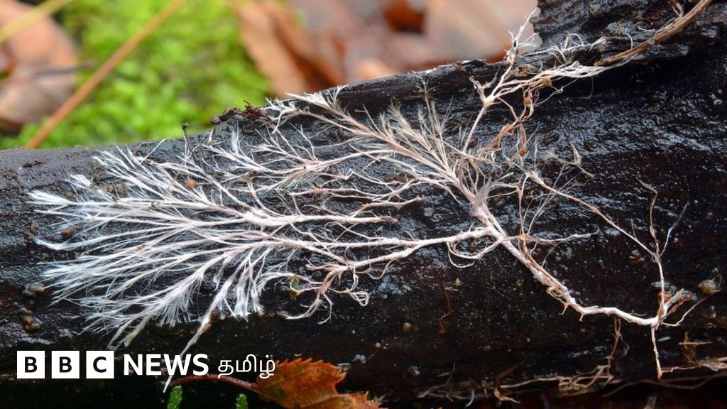 450 குவாட்ரில்லியன் கிமீ நீளம் கொண்ட பூஞ்சை வலையமைப்புகள் - காலநிலை மாற்றத்துக்கும் இதற்கும் என்ன தொடர்பு?