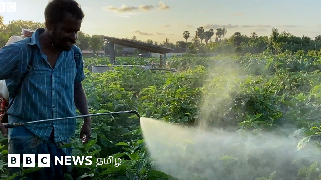 இலங்கையில் உணவு பாதுகாப்புக்கு அச்சுறுத்தலா? திடீரென இயற்கை உரத்தை கட்டாயமாக்கியது காரணமா?