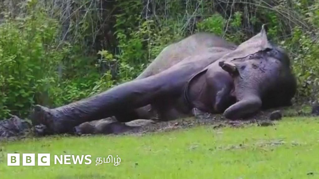 யானைகள் தினம் : ரிவால்டோ யானையின் காடு திரும்பிய சுவாரஸ்ய பயணம்