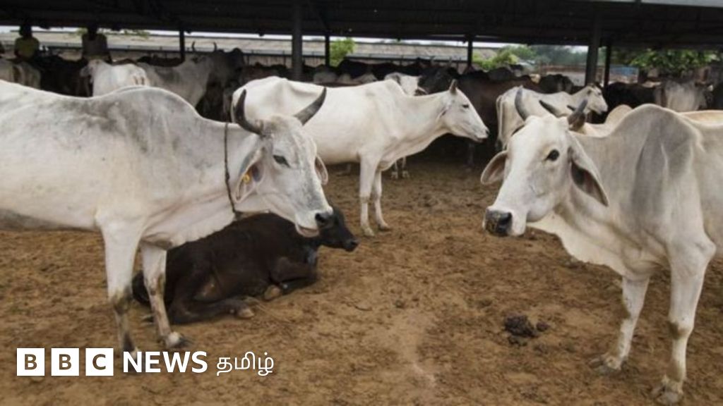 பசுவின் முன்னால் சிறுநீர் கழித்ததாக இளைஞர் மீது தாக்குதல்