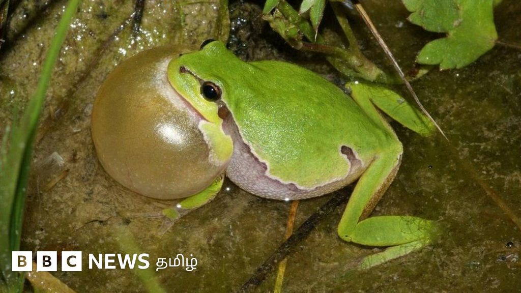 பல்லுயிர் பாதுகாப்பு: அழியும் நிலையில் இருந்த தவளை, தேரை, பல்லி இனங்களை மீட்ட பல நூறு குளங்கள்