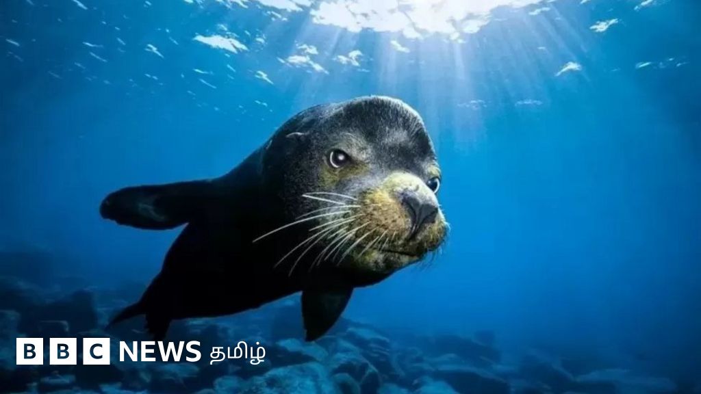 நீர்வீழ்ச்சி முதல் டெட் சோன்கள் வரை: ஆழ்கடலின் ரகசியங்கள் என்ன?