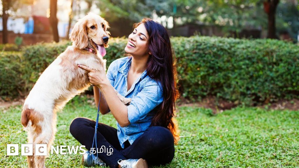 சென்னையில் செல்லப் பிராணிகளுக்கு மைக்ரோ சிப்: மாநகராட்சி திட்டம் - என்ன நன்மை?