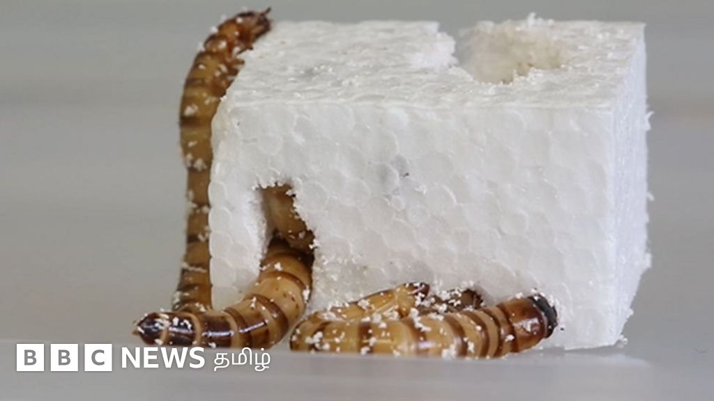 பிளாஸ்டிக்கை உட்கொண்டு வாழும் புழுக்கள் இனம் - பிளாஸ்டிக் மறுசுழற்சியில் புரட்சியை ஏற்படுத்துமா?