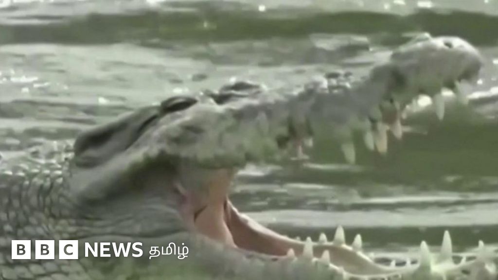 கழுத்தில் டயரோடு 6 ஆண்டுகளாக வாழ்ந்த முதலை - காப்பாற்றிய இளைஞர்