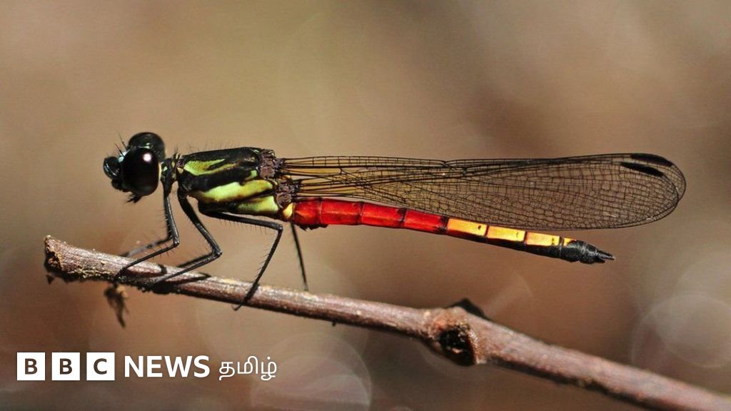 தும்பிகள் வேகமாக அழிந்து வருவதற்கு காரணம் இதுதான் - எச்சரிக்கும் ஆய்வாளர்கள்