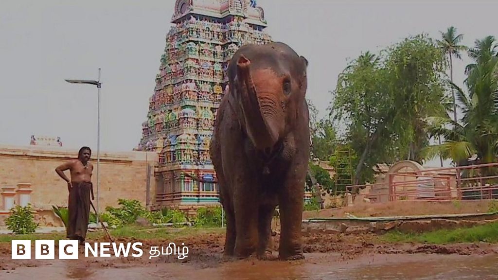 திருச்சி திருவானைக்காவலில் குழந்தை போல் குஷியாக சகதிக் குளியல் போடும் யானை