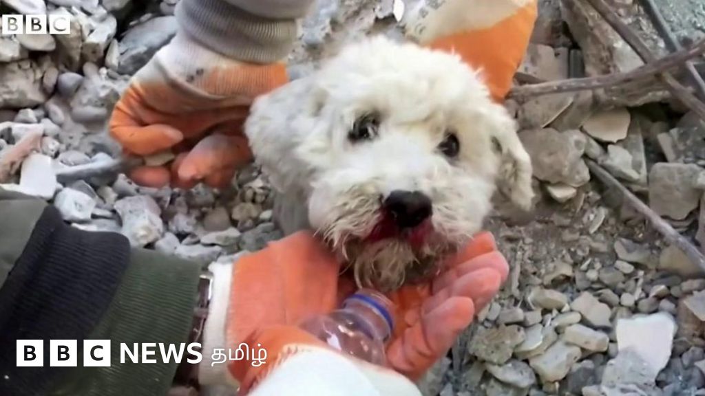 துருக்கி நிலநடுக்கம்: இடிபாடுகளில் 72 மணி நேரம் சிக்கியிருந்த நாய்க்குட்டி மீட்பு