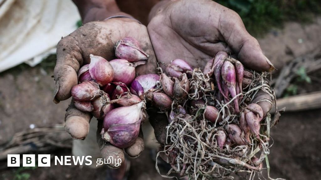 இந்தியாவில் சின்ன வெங்காய ஏற்றுமதி அதிகரிப்பு: தமிழ்நாட்டு விவசாயிகளின் நிலை என்ன?