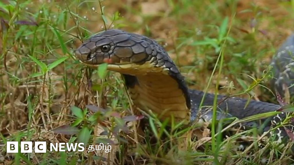 ராஜ நாக பாம்புகள் மனிதர்களை பார்த்து அஞ்சுவது தெரியுமா?
