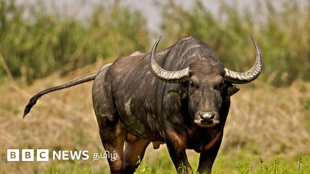 ரூ. 80 லட்சத்துக்கு விலைபோன எருமை - செல்ஃபிக்கு அலைமோதிய கூட்டம்